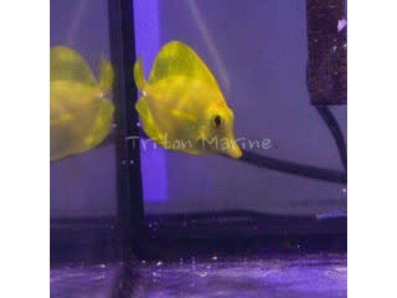 Yellow Tang  (Zebrasoma flavescens)