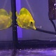 Yellow Tang  (Zebrasoma flavescens)