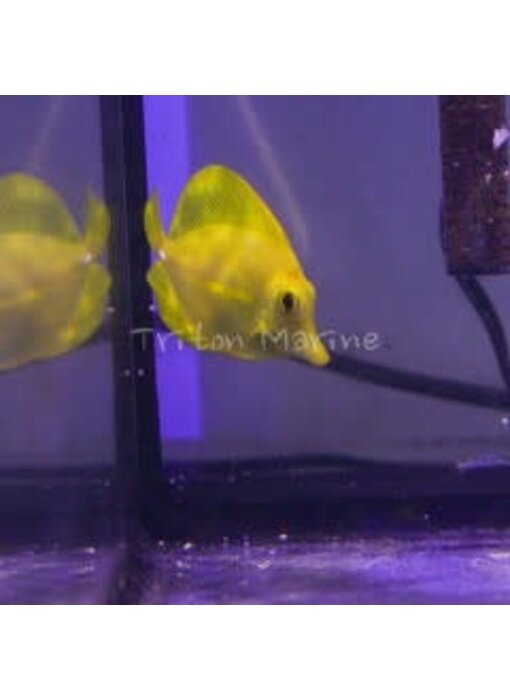 Yellow Tang  (Zebrasoma flavescens) G