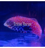 Vermiculate Leopard Wrasse (Macropharyngodon bipartitus) Female