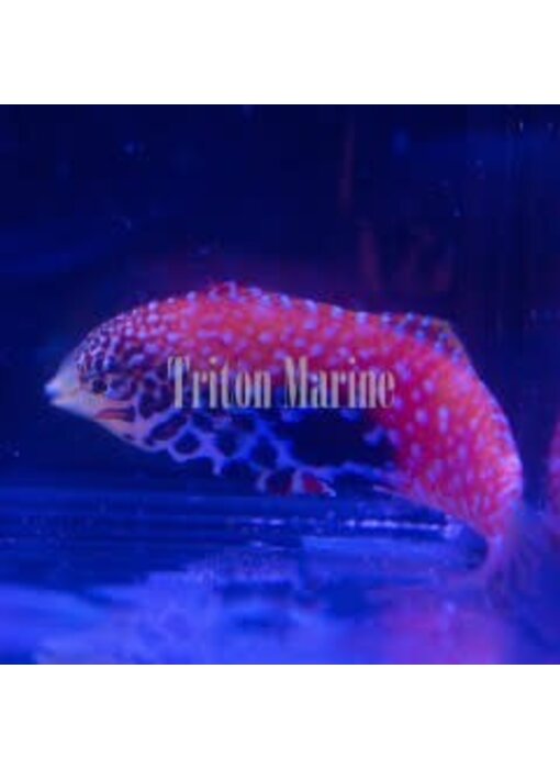 Vermiculate Leopard Wrasse (Macropharyngodon bipartitus) Female