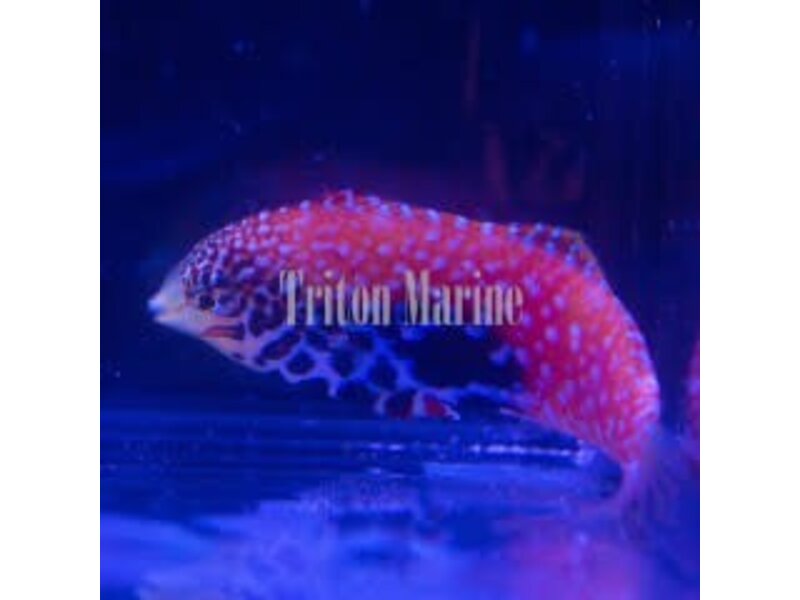 Vermiculate Leopard Wrasse (Macropharyngodon bipartitus) Female