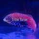 Vermiculate Leopard Wrasse (Macropharyngodon bipartitus) Female