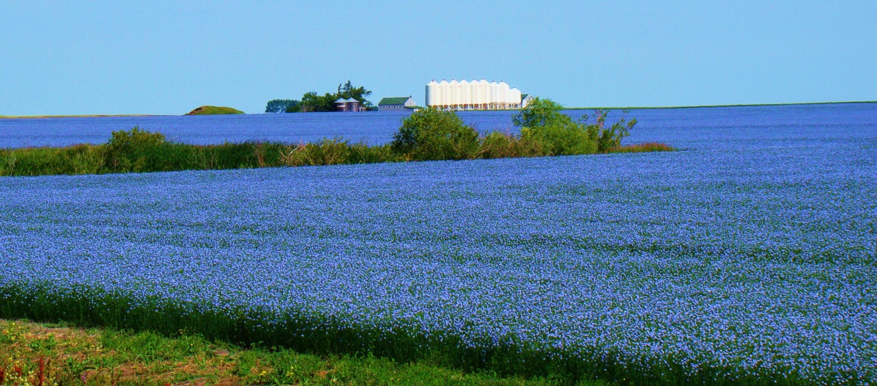 Flax Field in Saskatchewan