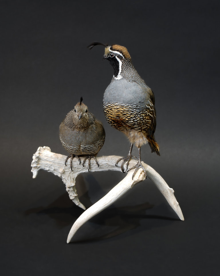 Taxidermy California Valley Quails on Antler 1