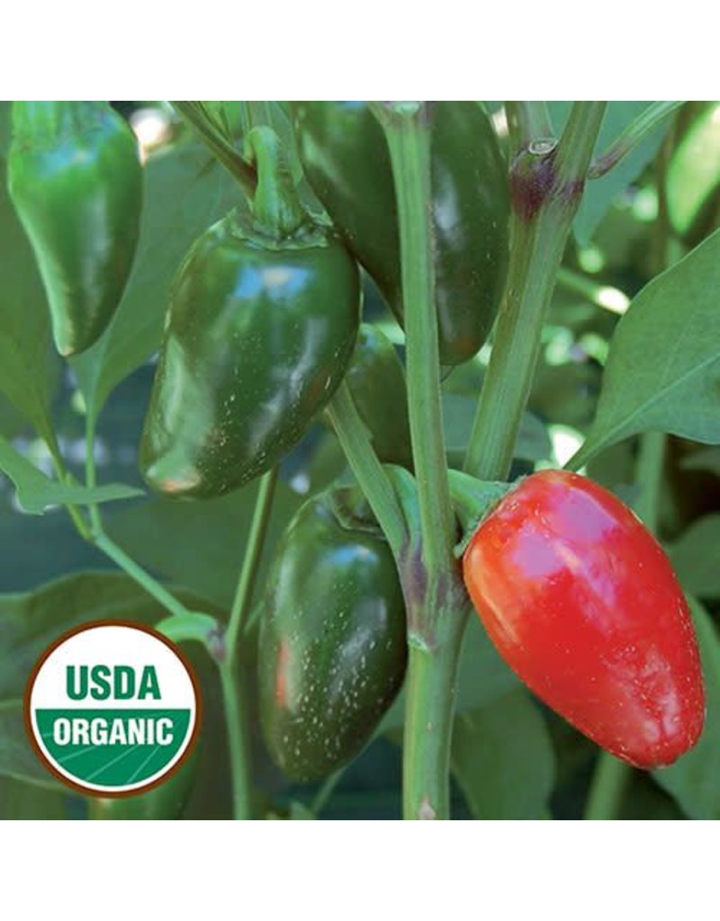 Seed Saver's Exchange Pepper, Jalapeno Traveler Seed - Hot