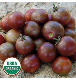 Seed Saver's Exchange Tomato, Black Cherry