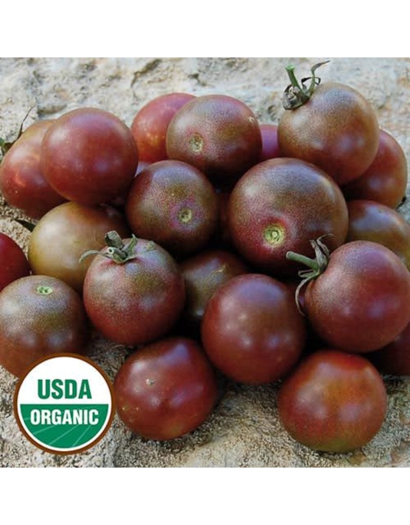 Seed Saver's Exchange Tomato, Black Cherry