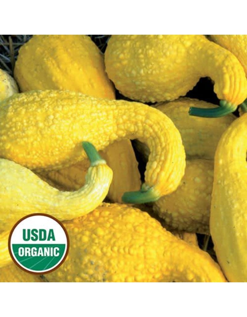 Seed Saver's Exchange Squash, Summer Crookneck