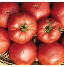 Seed Saver's Exchange Tomato, Brandywine (Sudduth's)