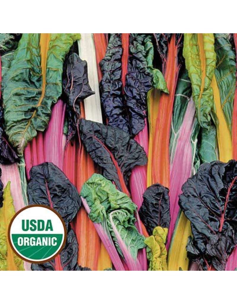 Seed Saver's Exchange Swiss Chard, Five Color Silverbeet