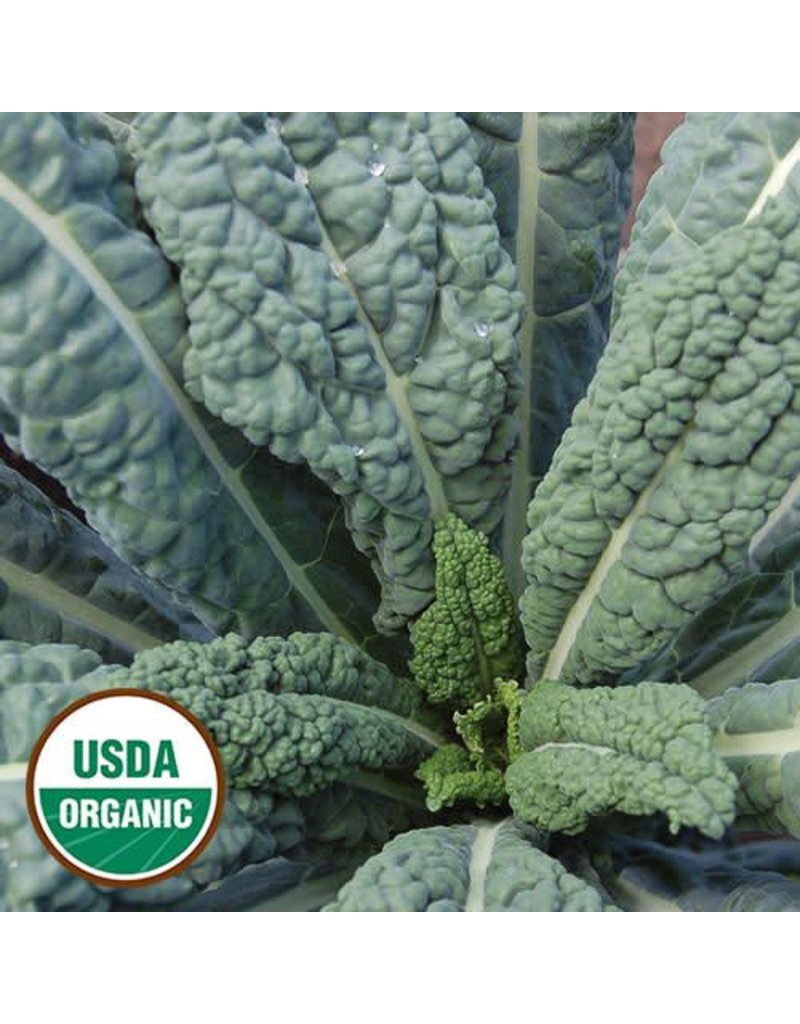 Seed Saver's Exchange Kale, Lacinato