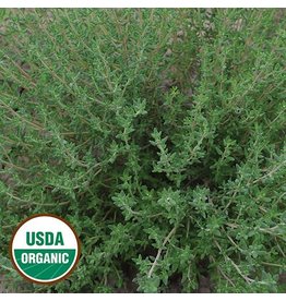 Seed Saver's Exchange Herb, Thyme