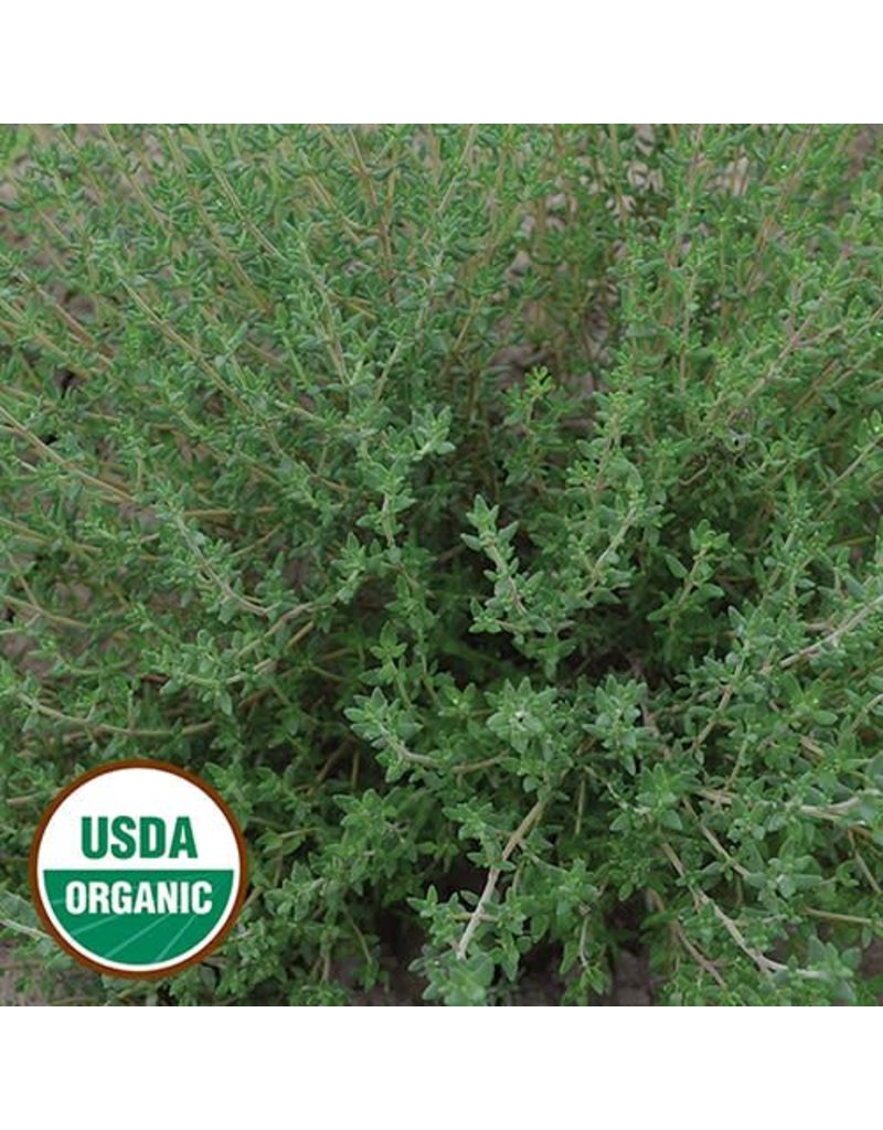 Seed Saver's Exchange Herb, Thyme Seed