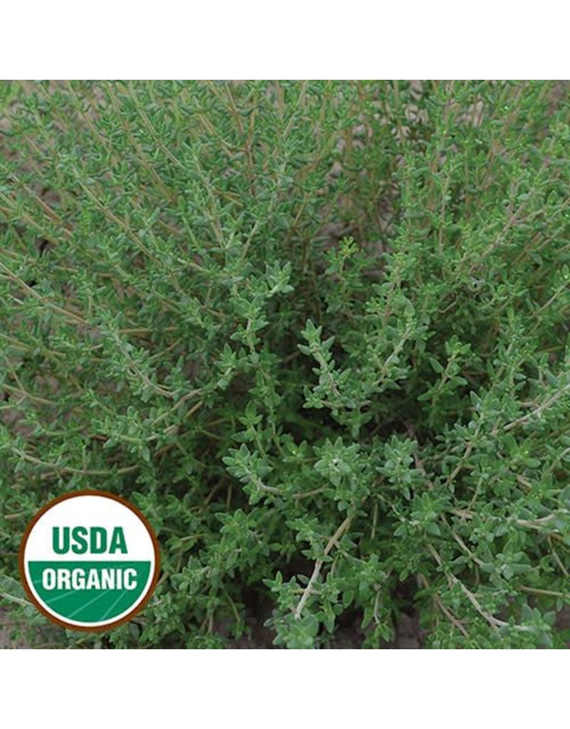 Seed Saver's Exchange Herb, Thyme
