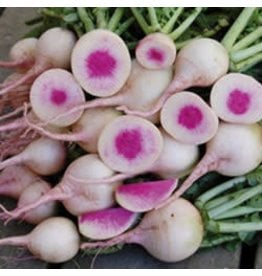 Seed Saver's Exchange Radish, Watermelon Seed