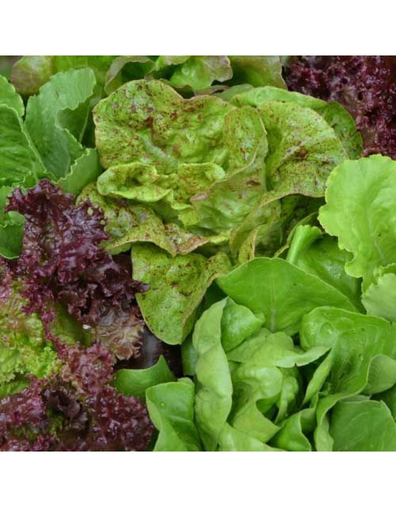 Seed Saver's Exchange Lettuce, Seed Savers Mix