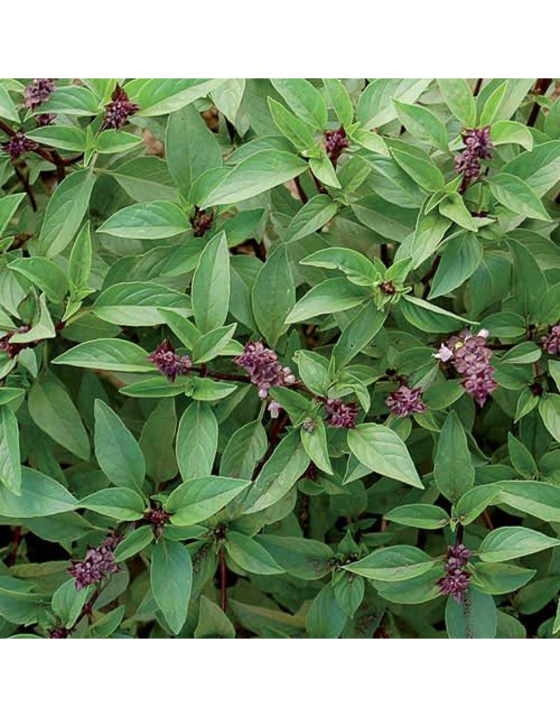 Seed Saver's Exchange Herb, Thai Basil