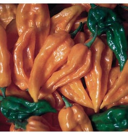 Seed Saver's Exchange Pepper, Fatalii - Hot