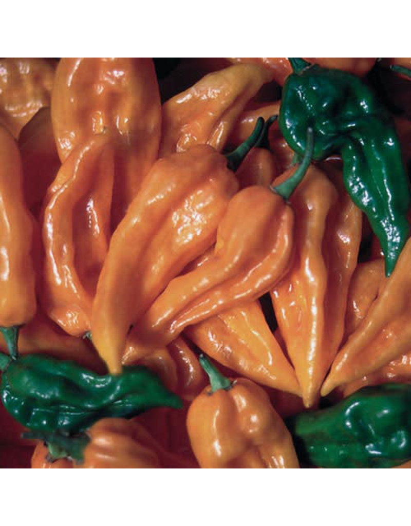 Seed Saver's Exchange Pepper, Fatalii - Hot