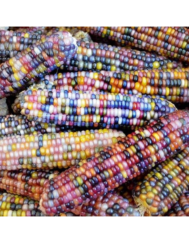 Seed Saver's Exchange Corn, Glass Gem