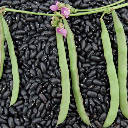 Black String Bean from Hopiland – Native-Seeds-Search