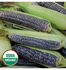 Seed Saver's Exchange Corn, Blue Jade