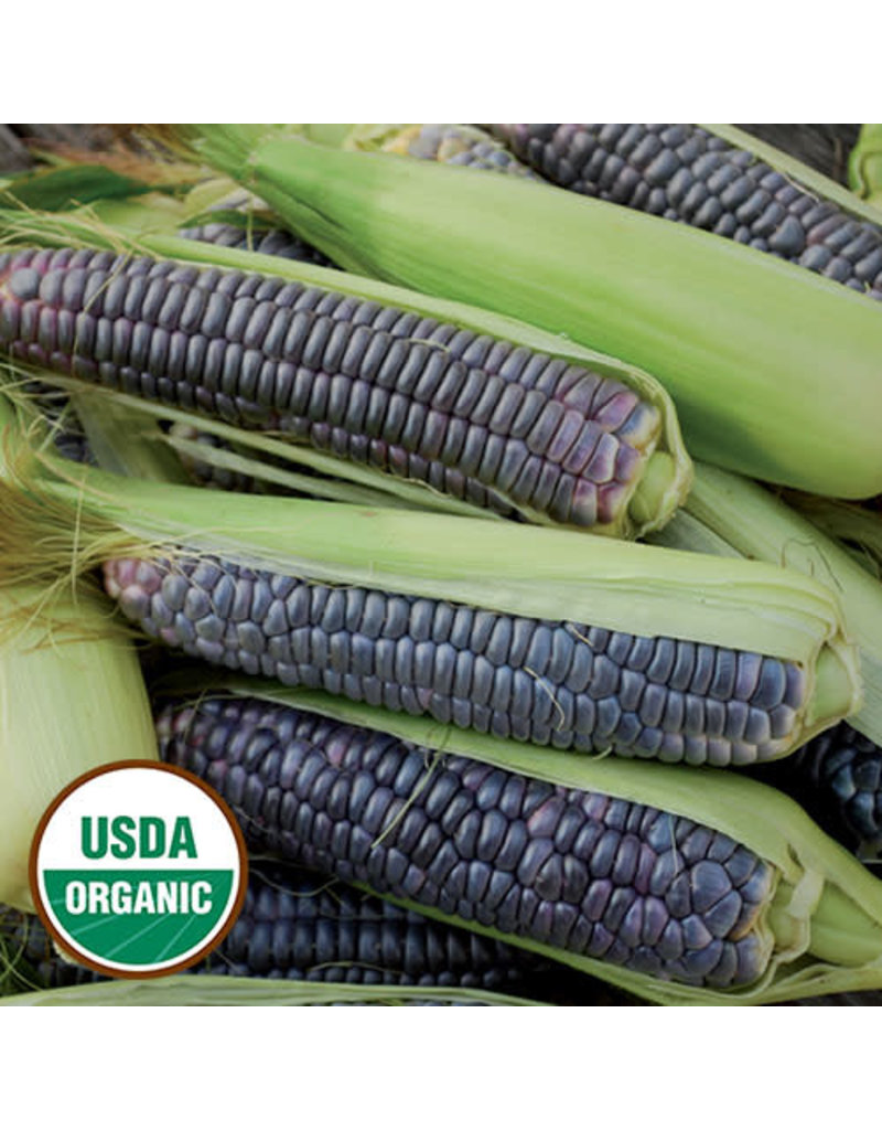 Seed Saver's Exchange Corn, Blue Jade