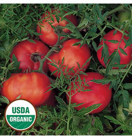 Seed Saver's Exchange Tomato, Silvery Fir Tree