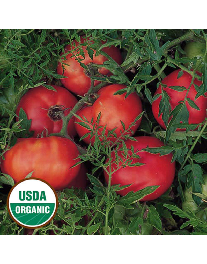 Seed Saver's Exchange Tomato, Silvery Fir Tree