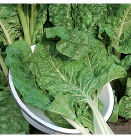 Seed Saver's Exchange Swiss Chard, Fordhook Giant
