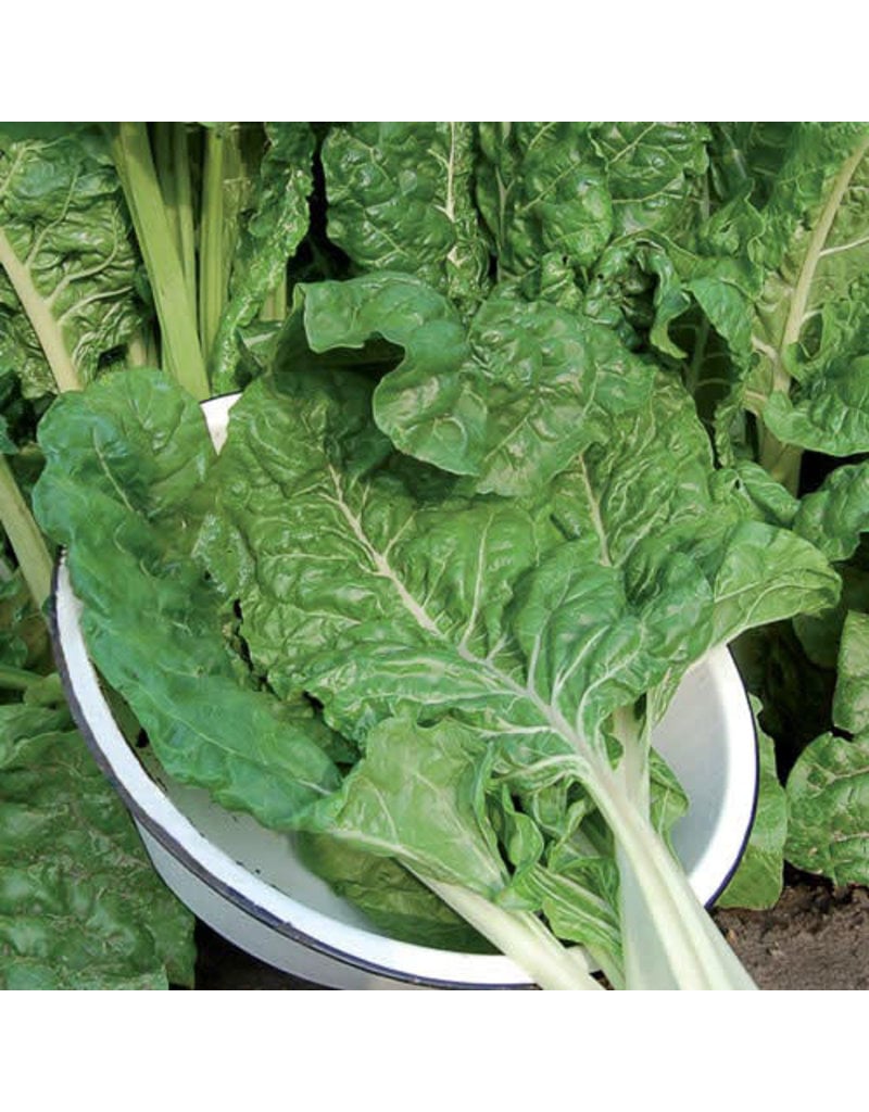 Seed Saver's Exchange Swiss Chard, Fordhook Giant