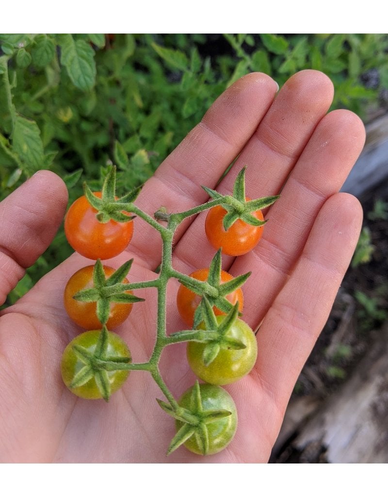 ECHO Seed Bank Wild Tomato, Everglades