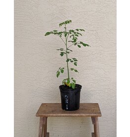 Moringa