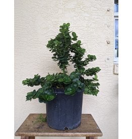 Carissa - Natal Plum