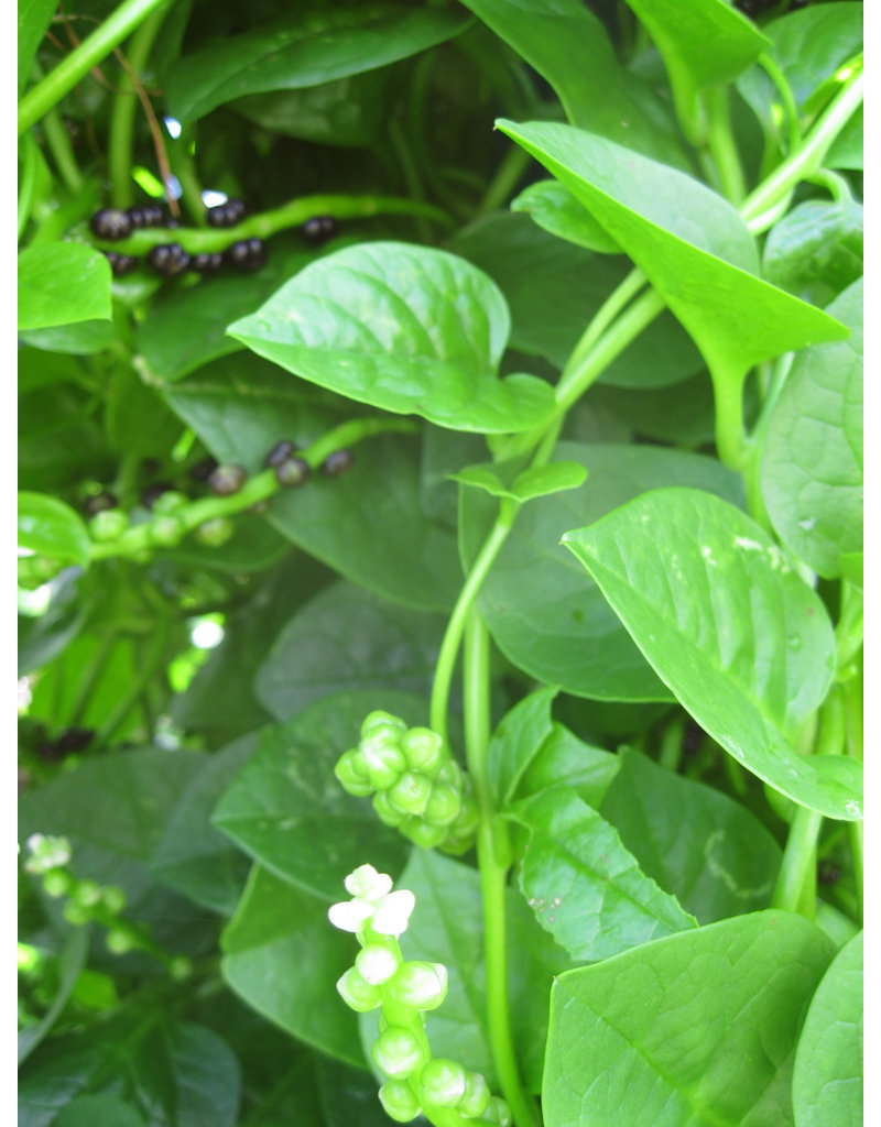 Green Bangladesh Malabar Spinach Seed Packet ECHO Bookstore and Nursery