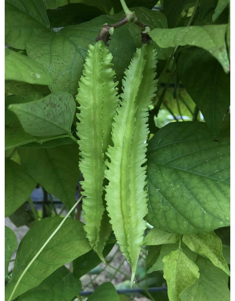 ECHO Seed Bank Bean, Winged