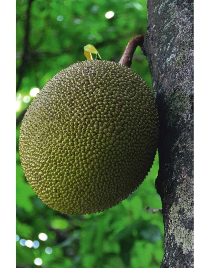 Jackfruit Journal