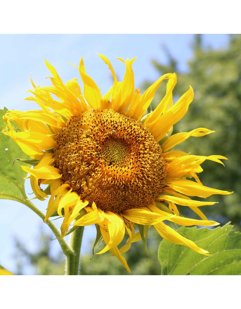 Seed Saver's Exchange Sunflower, Rostov
