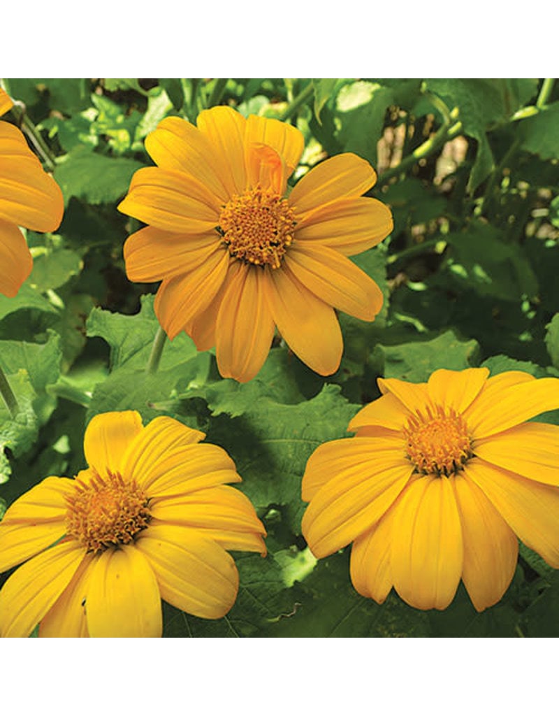 Seed Saver's Exchange Mexican Sunflower, Aztec Sun