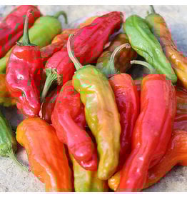 Seed Saver's Exchange Pepper, Shishito - Sweet