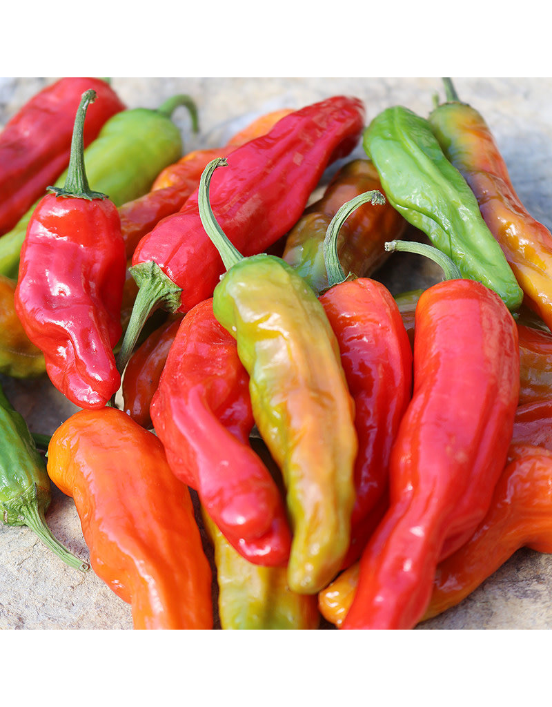 Seed Saver's Exchange Pepper, Shishito - Sweet