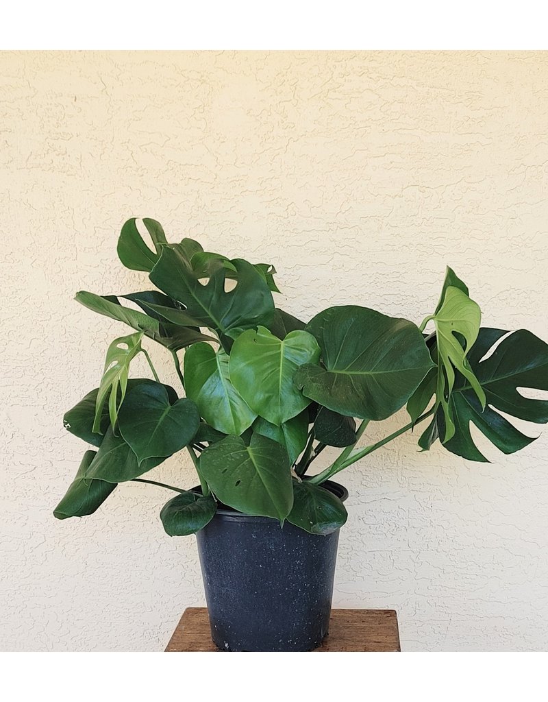 Monstera