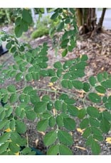 ECHO Seed Bank Moringa Seed, Florida Mix