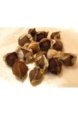 ECHO Seed Bank Moringa Seed, Florida Mix