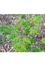 ECHO Seed Bank Moringa Seed, Florida Mix