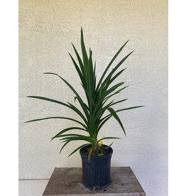 Pandan Leaf