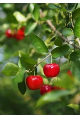 Barbados Cherry