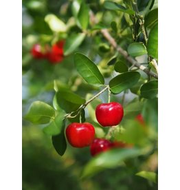 Barbados Cherry