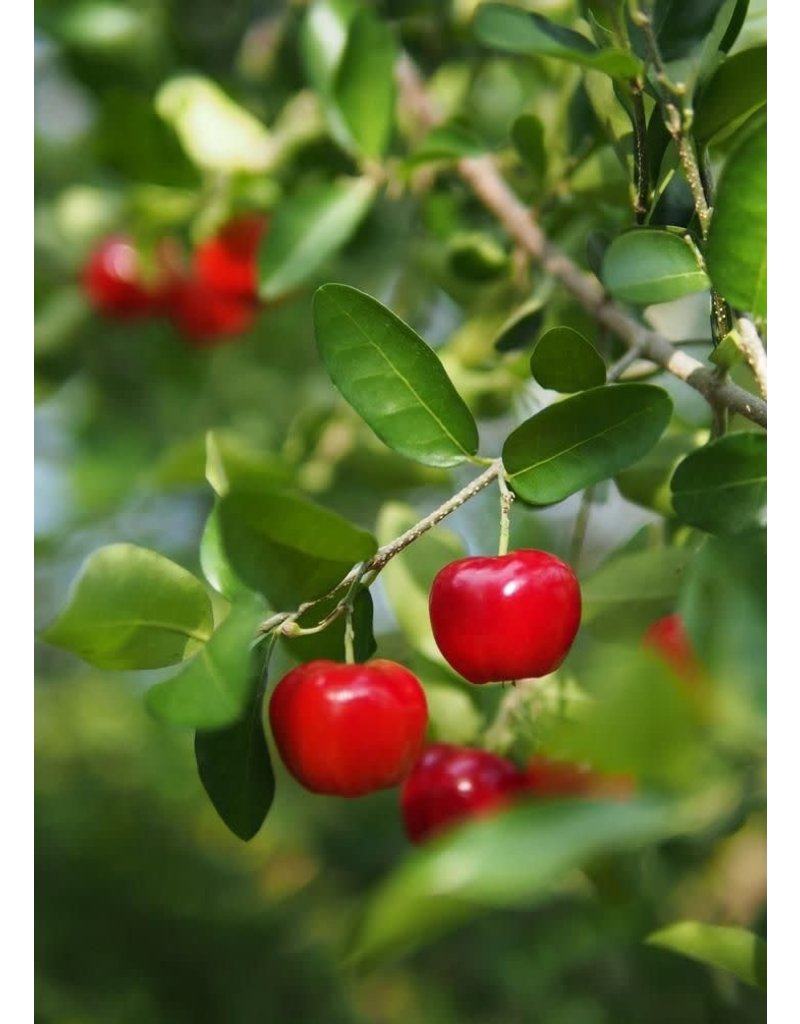 Barbados Cherry